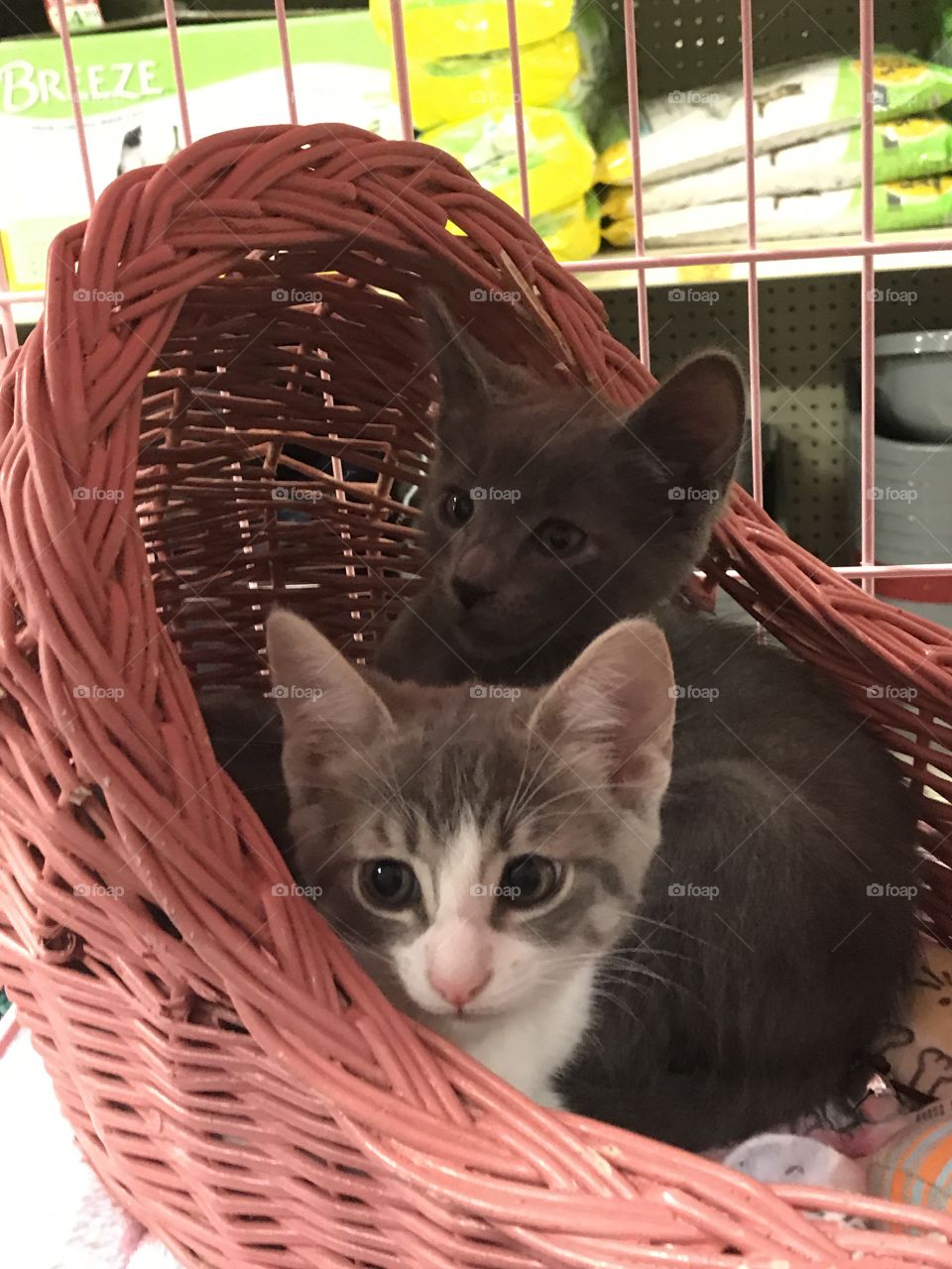 Two adorable young kittens, one with stormy gray fur and the other one a gray and white tabby, cuddle together in a red wicker basket awaiting adoption!