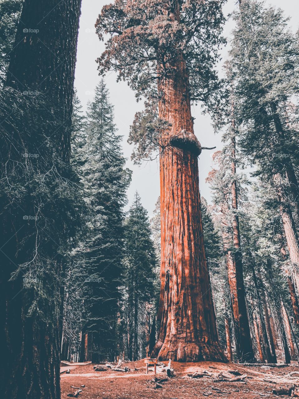 Deep in the woods are the tallest trees. 