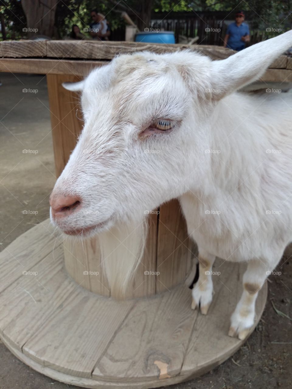 Billy goat gruff