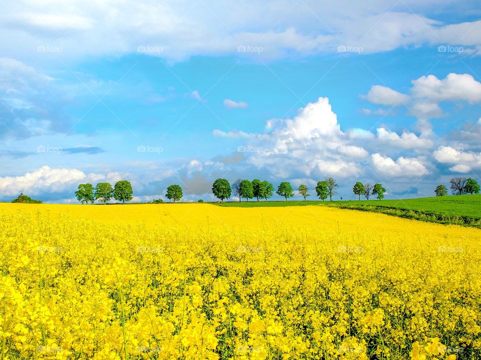 Rape field