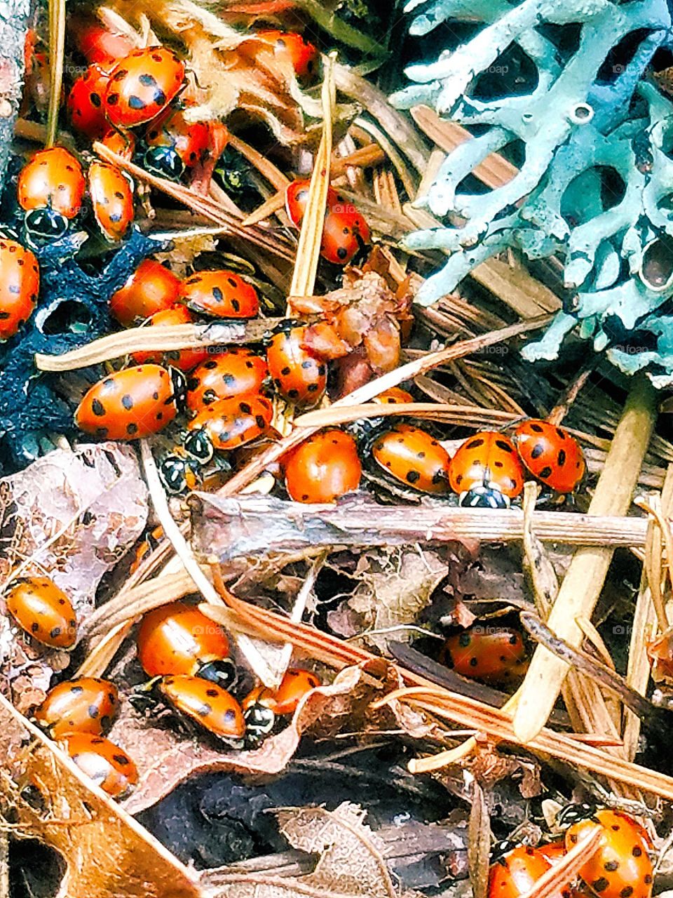 ladybugs