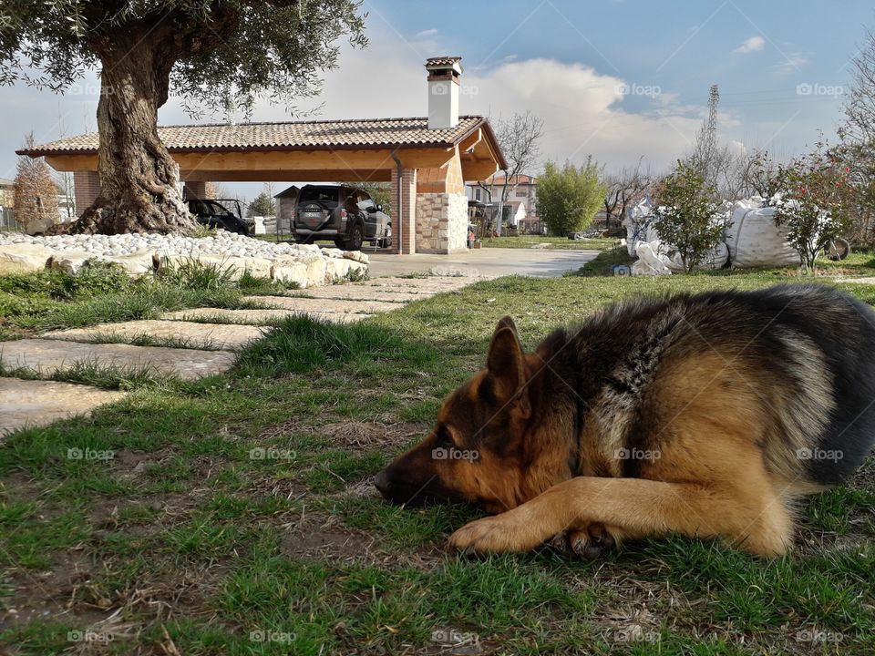 No Person, Mammal, Dog, Canine, Grass