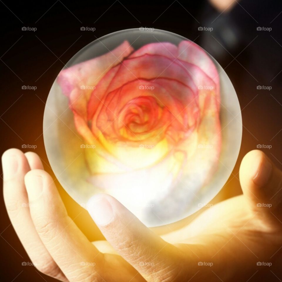 Globe Rose