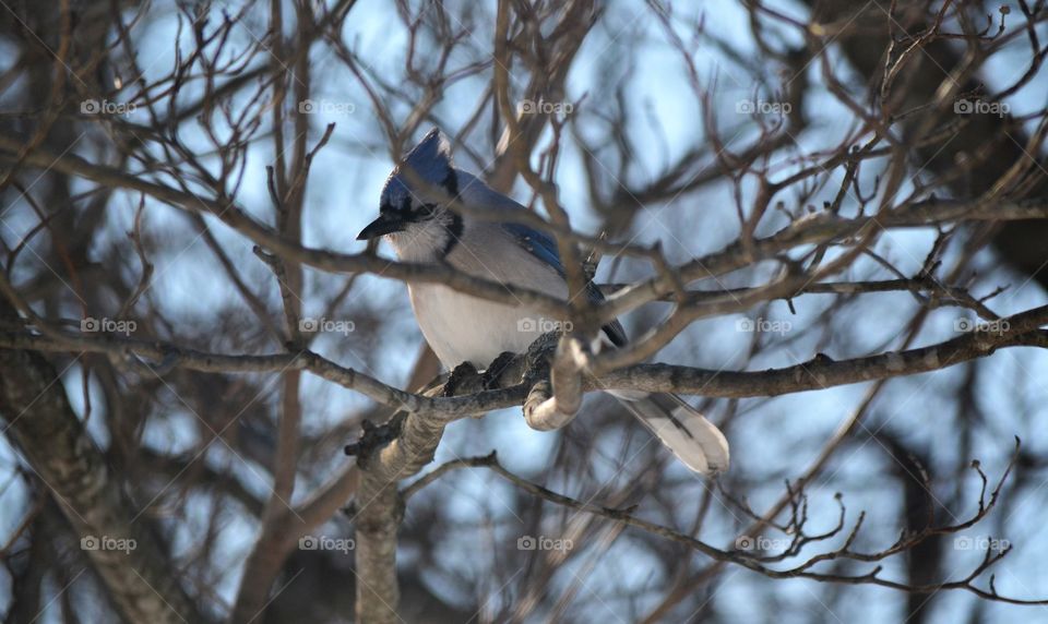 blue Jay
