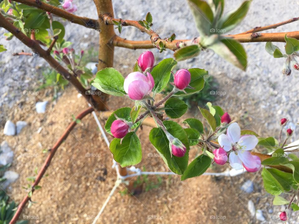 Apple Blossoms in Spring 