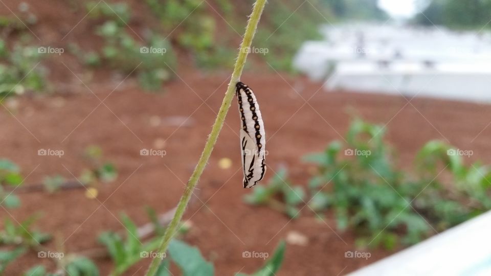 a cocoon that wants to turn into a butterfly