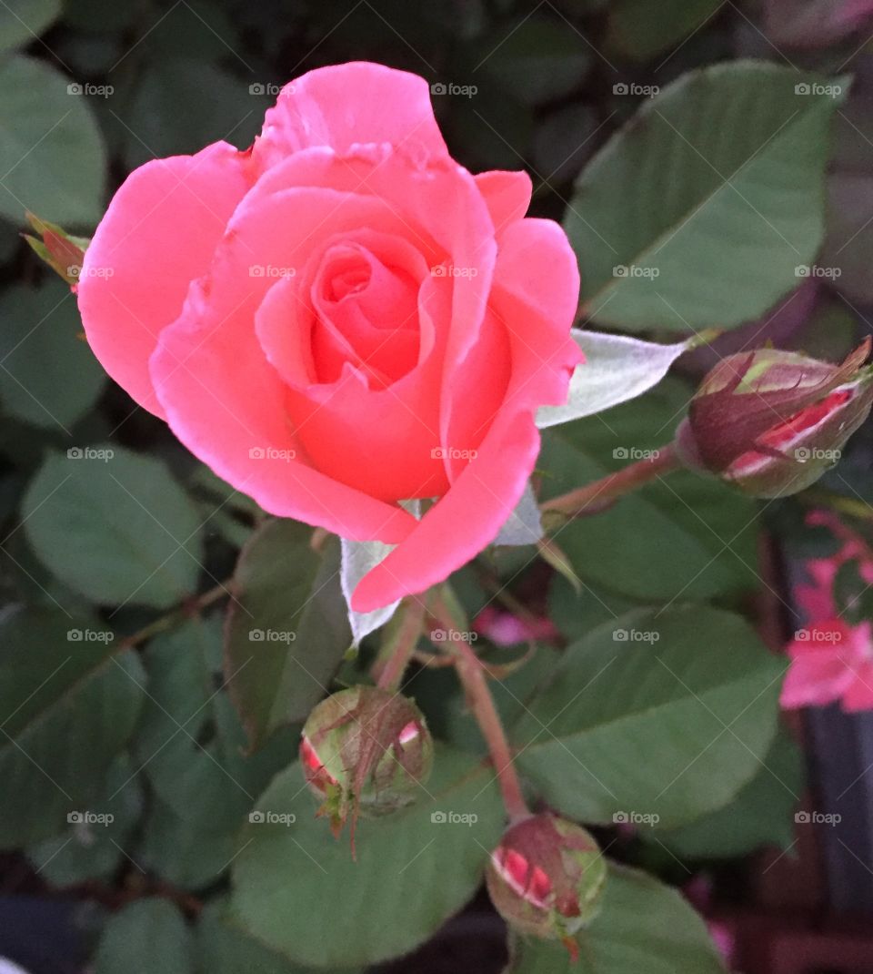Opening rose