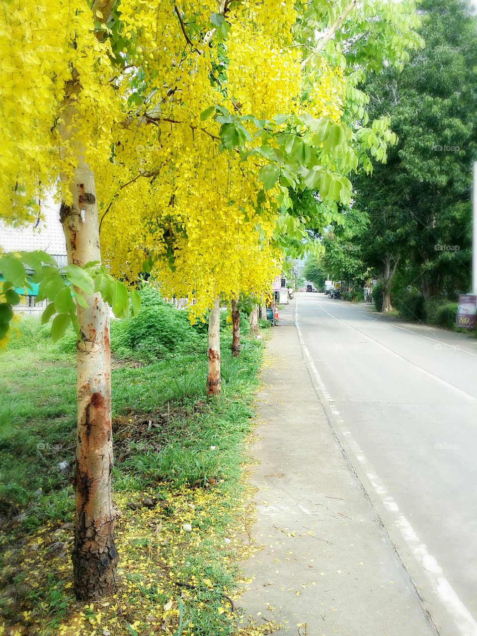 Yellow flowers blooming.