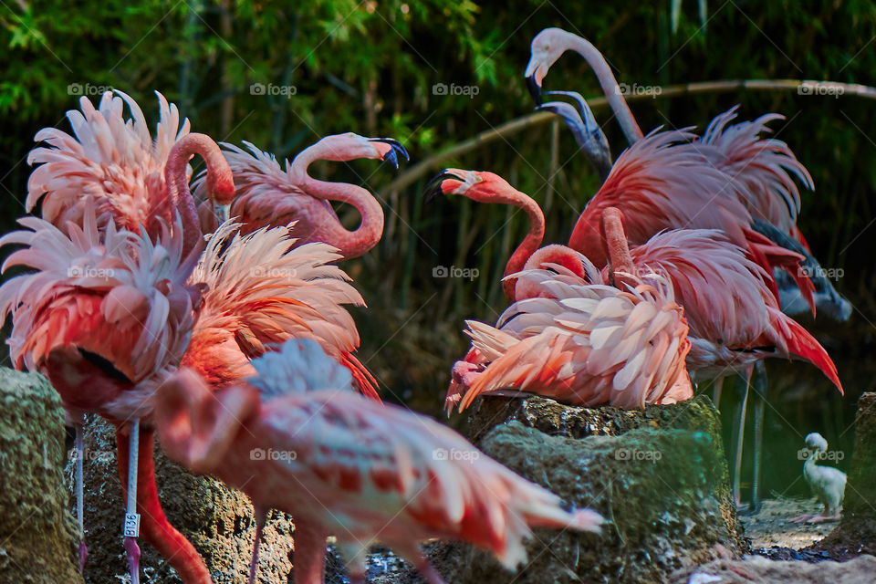 Flamingos in zoo