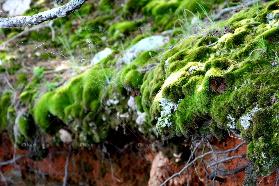 moss growing at