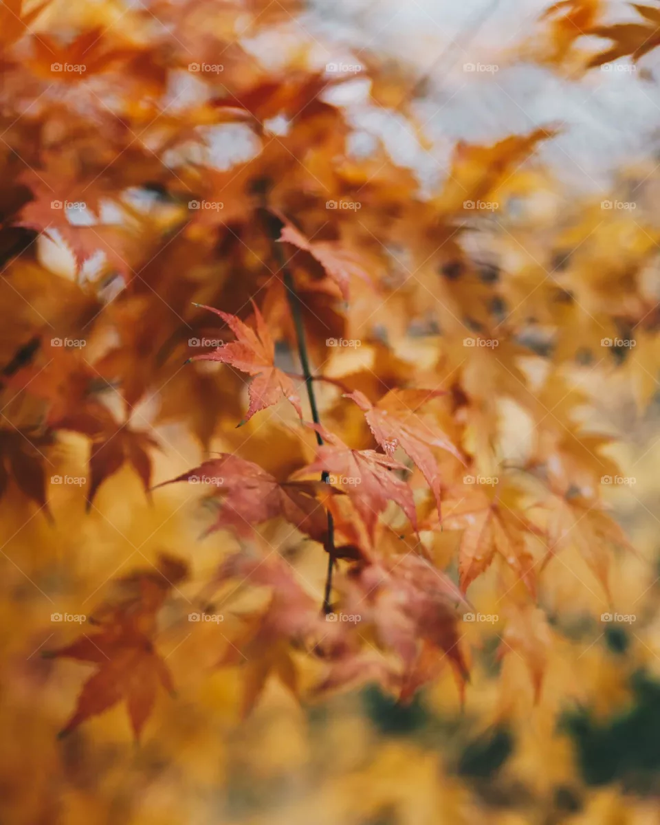 Autumn beauty 
