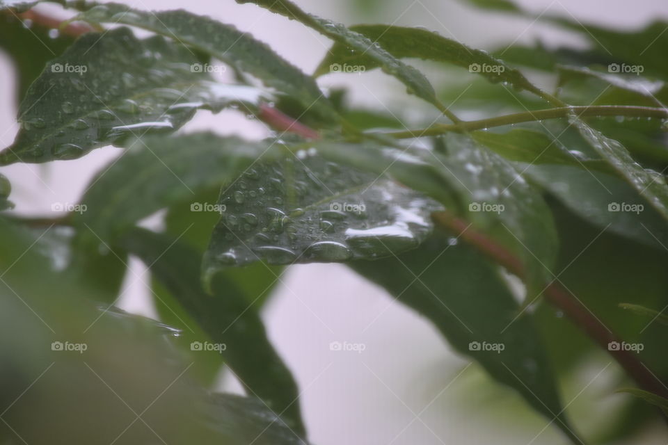 Raindrops on leaves