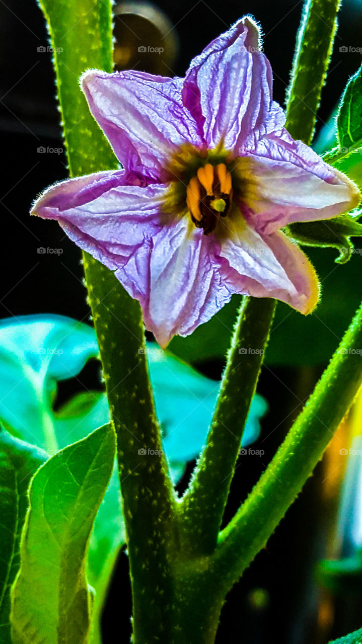 Eggplant bloom