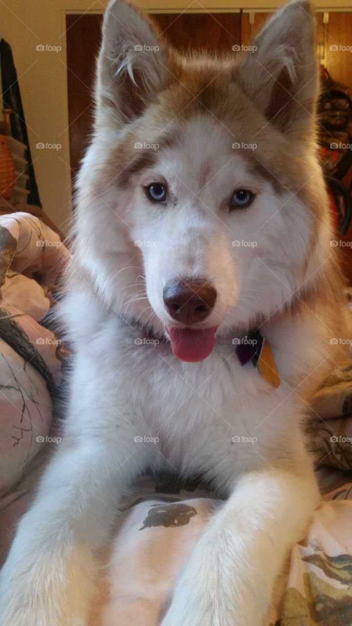 Skyla is a happy Siberian Husky