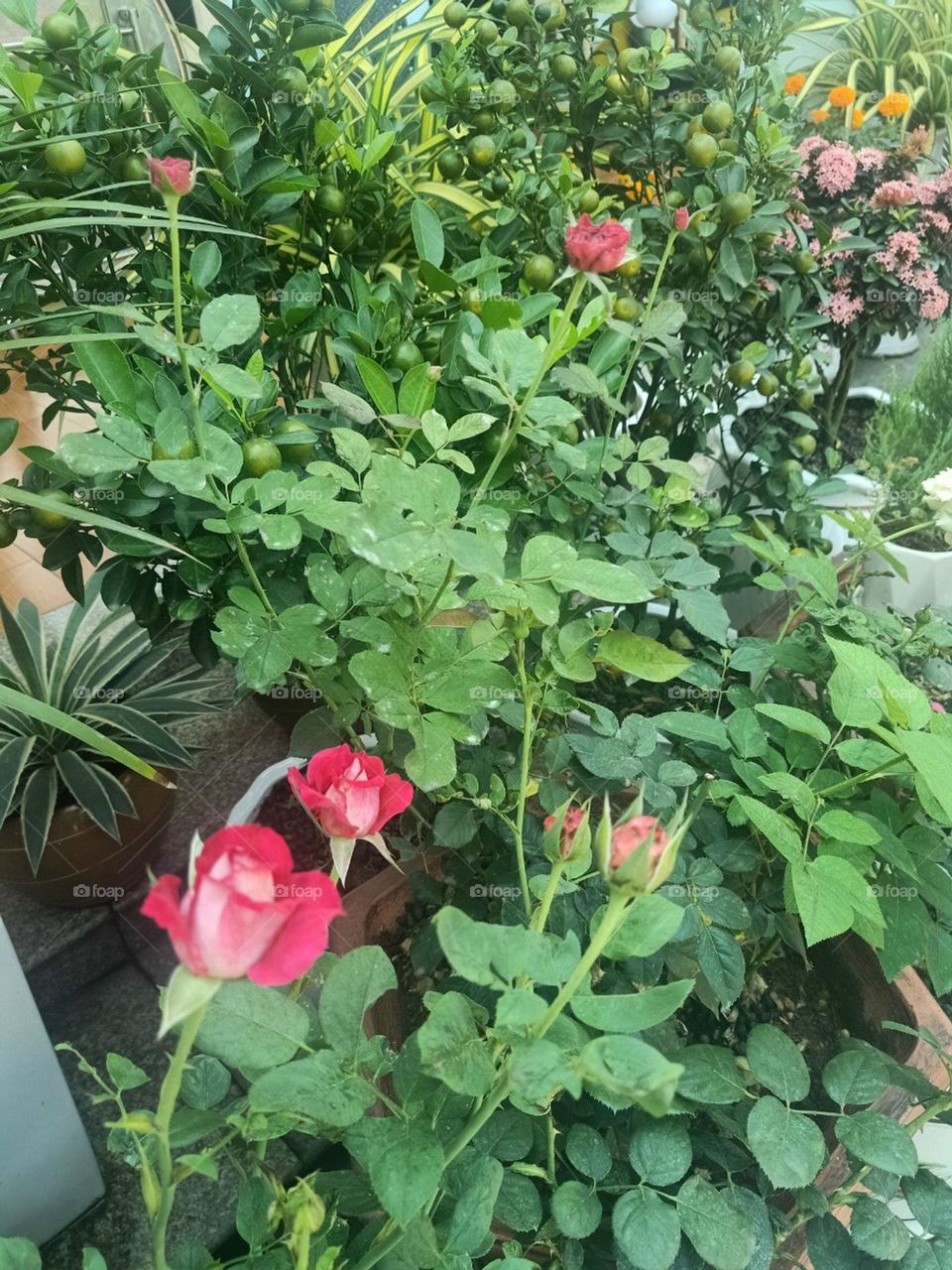 Nụ Hồng chóm nở.