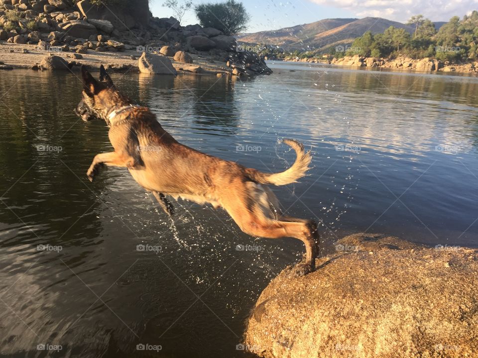 Flying dog