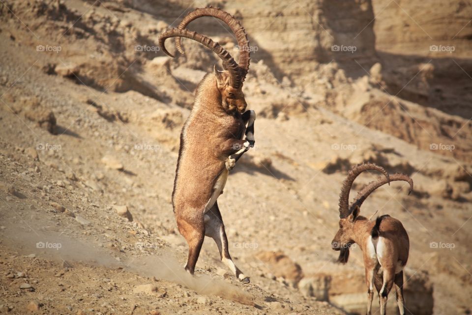 A wild male mountain goat is attacking another male for the heart of a female one standing near by. I captured this unforgettable scene, in En-Gedi desert in Israel, near the Dead Sea.