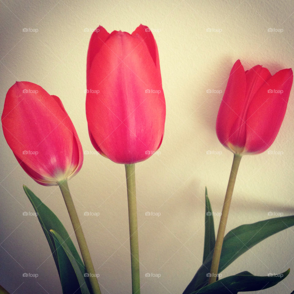 Red tulips