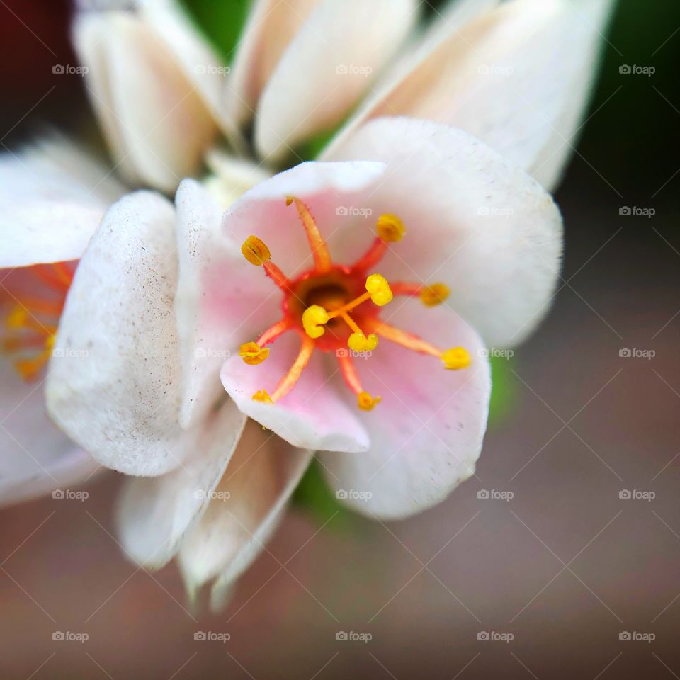 Small beautiful white flower 