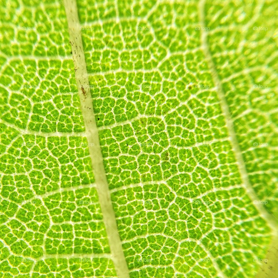 Leaf cells