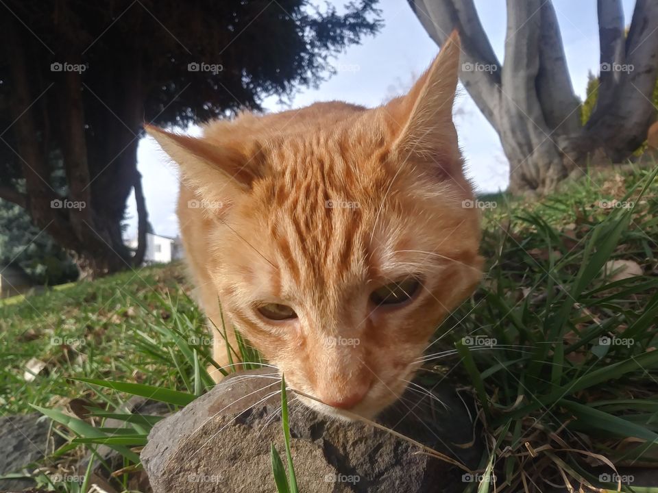 An orange cat named Butterbean enjoying a sunny day 💞
