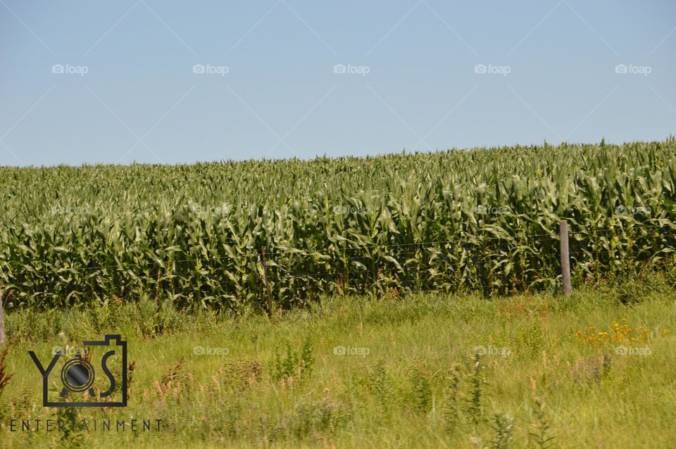Agriculture, Field, Rural, Nature, Growth
