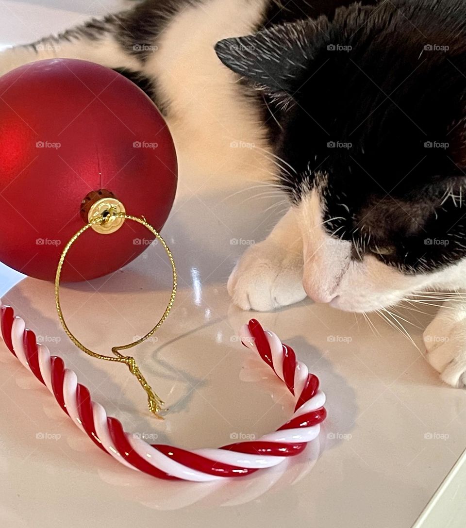 Tuxedo black and white cat, European kitty, playing with red Christmas ornaments and decorations, pet at Christmas 