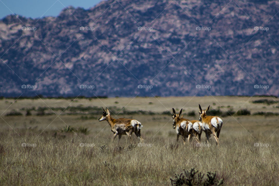 Antelope grazing the Arizona Desert
