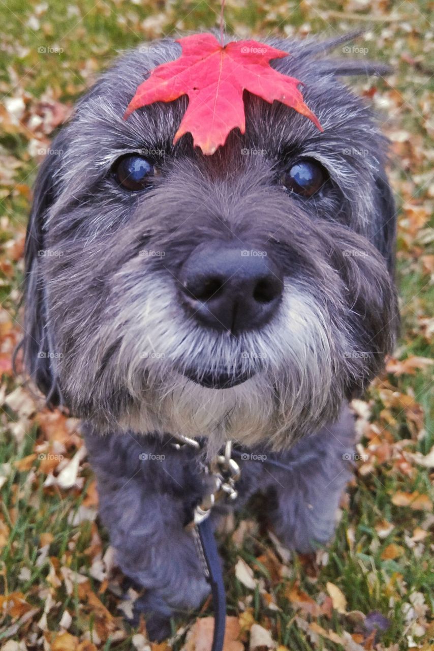 Molly and Red Leaf