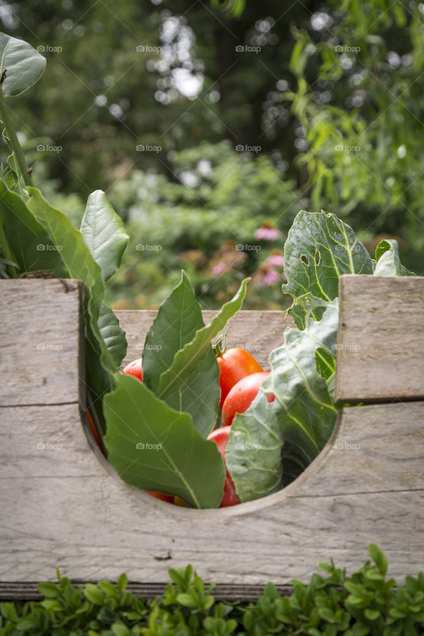 Box with fresh vegetables 