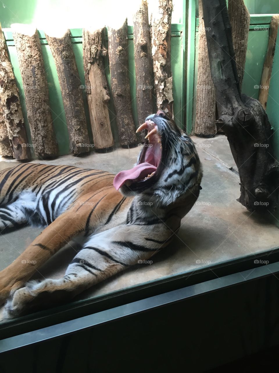 Tiger yawning 