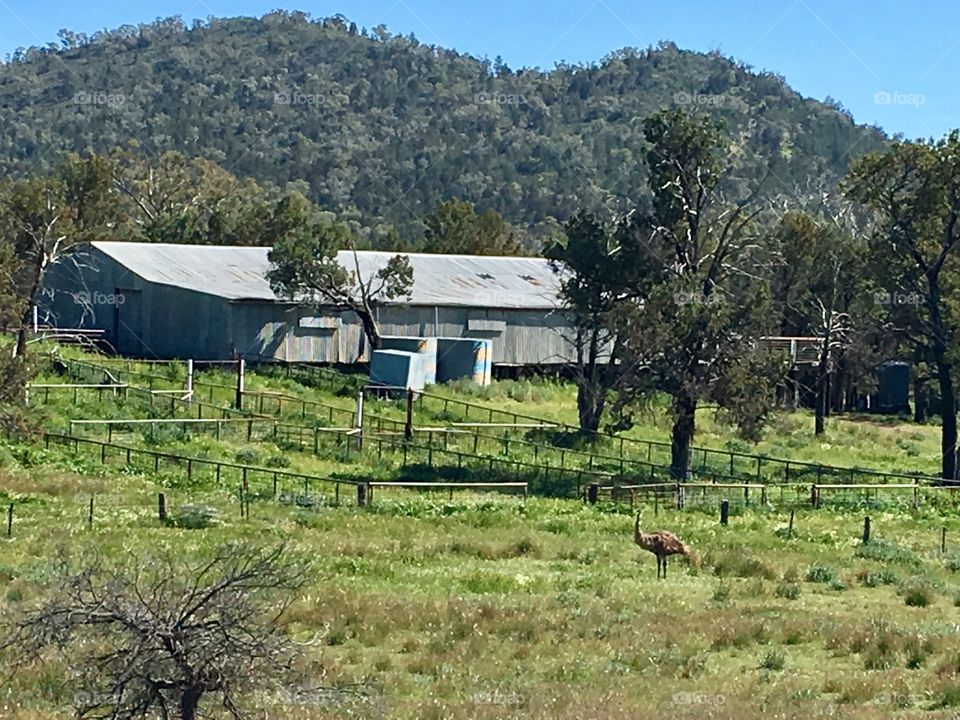 Old sheep ranch and station in south Australia Flinders area, emu in field in foreground 