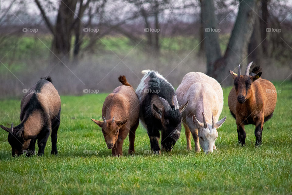 Goats graze in the field