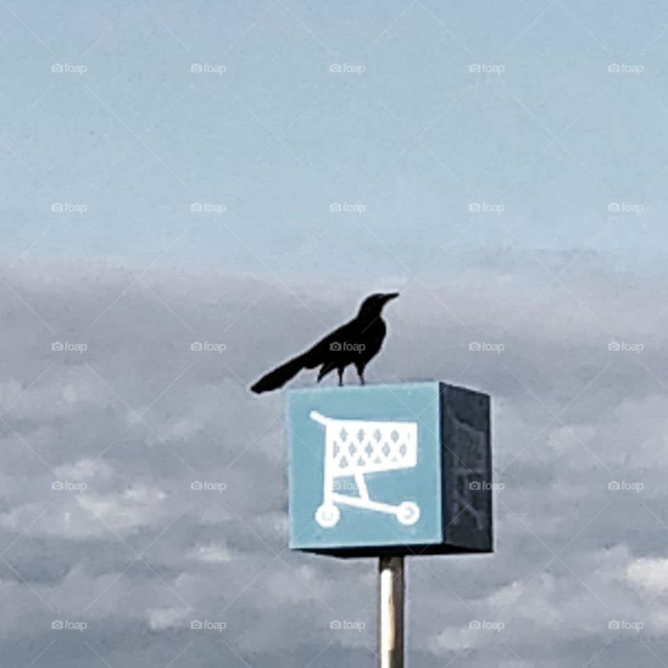 Bird in parking lot