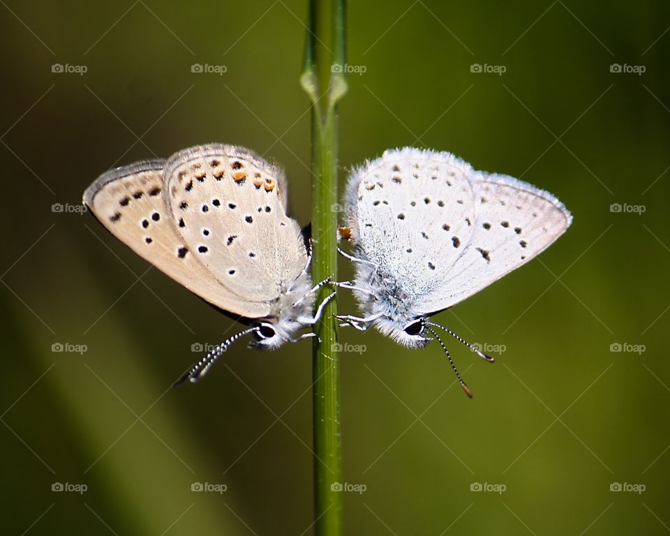 a male and female butterfly on a stem/ symmetrical