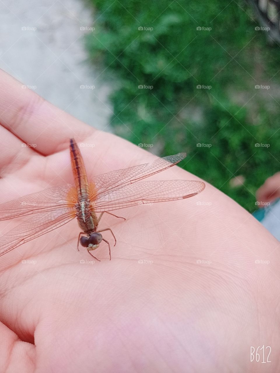 butterfly butterfly 🦋🦋🦋 fly in the high sky