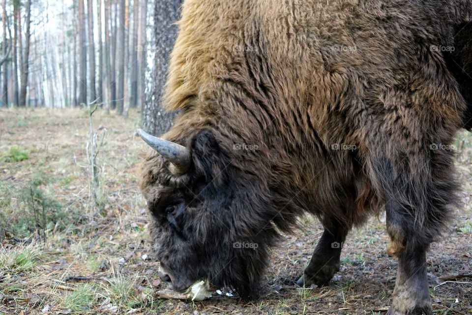 bison