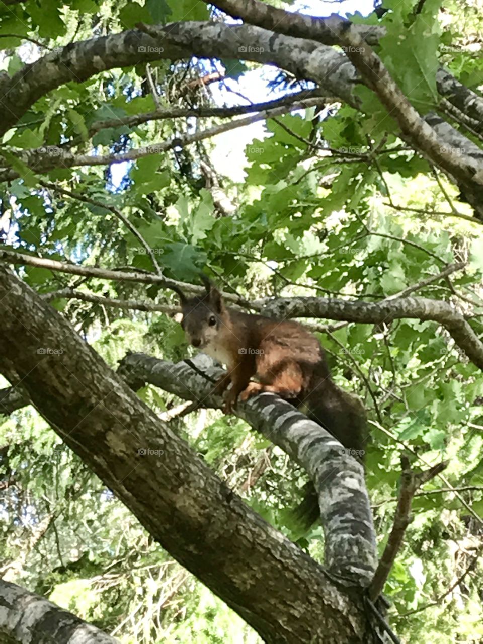 Curious red squirrel in a tree