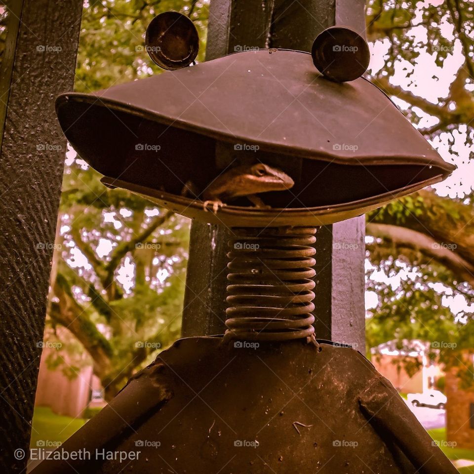 Lizard in iron frog mouth