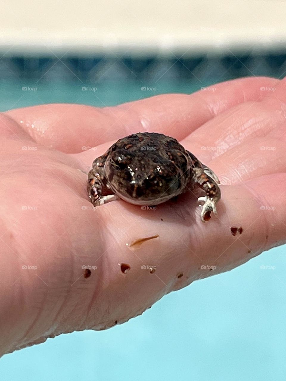 Rescued Red Dotted Toad From Pool 