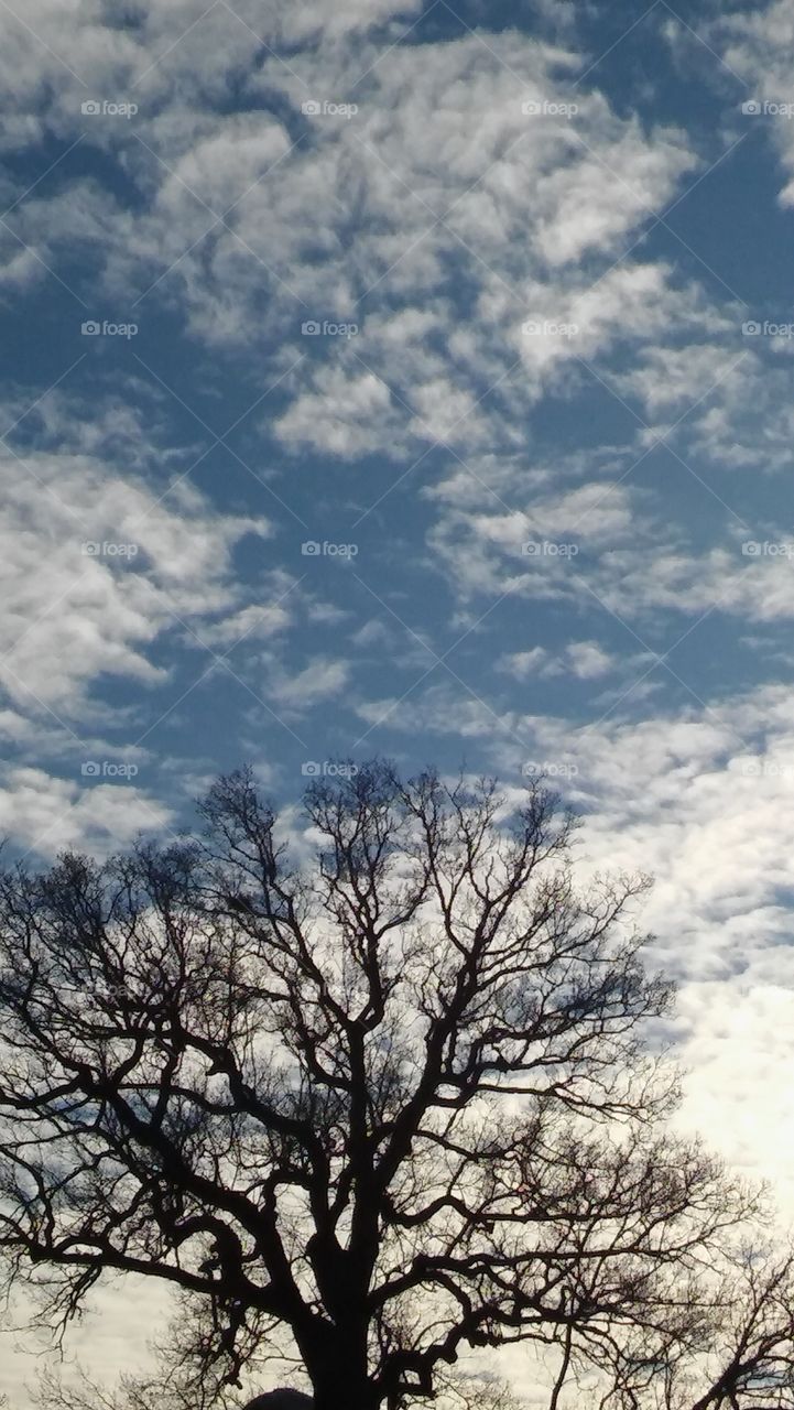 Tree Tops And Clouds