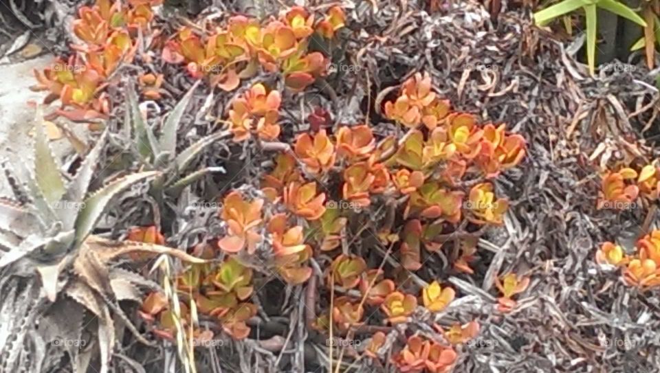 Orange Succulent Leaves Close Up
