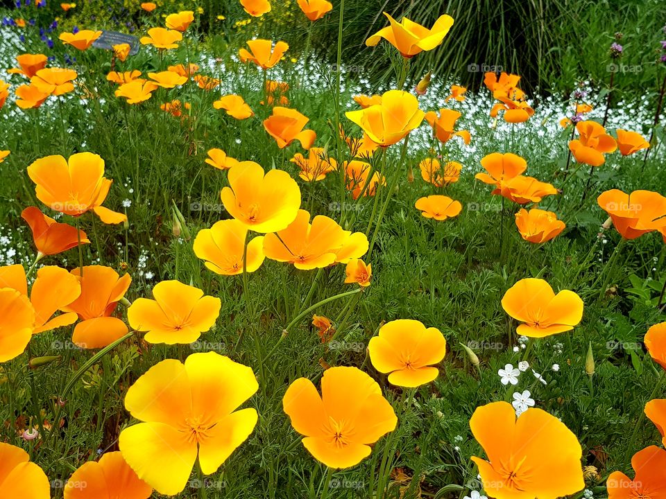 flowers and summer time, botanic garden 🌻🌼🌼🌼