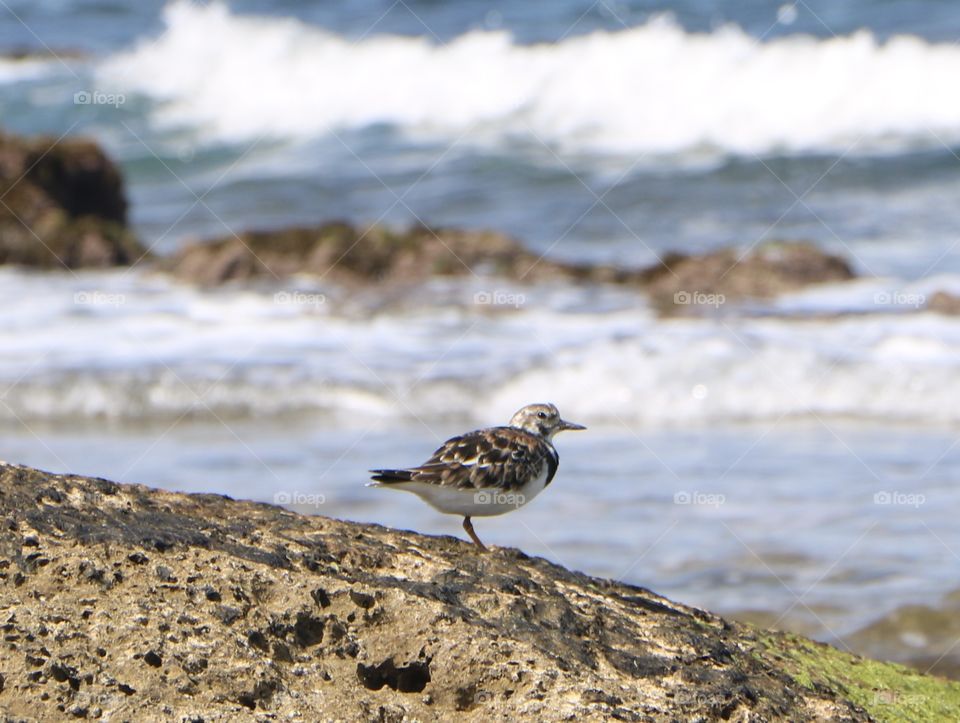 Beautiful bird relaxing at the beach.