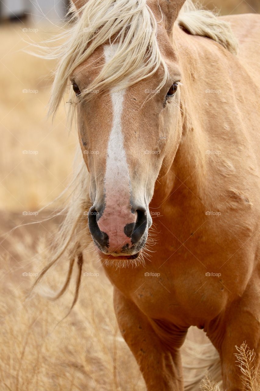 Closeup headshot wild horse of the high sierras in Nevada 