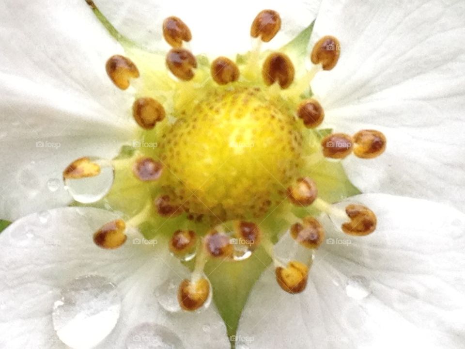 Strawberry flower