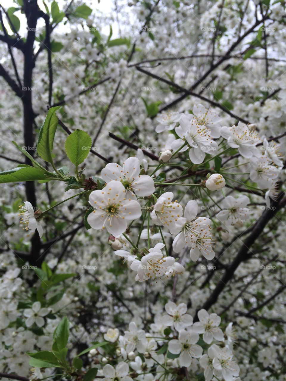 Blossoming Moscow 