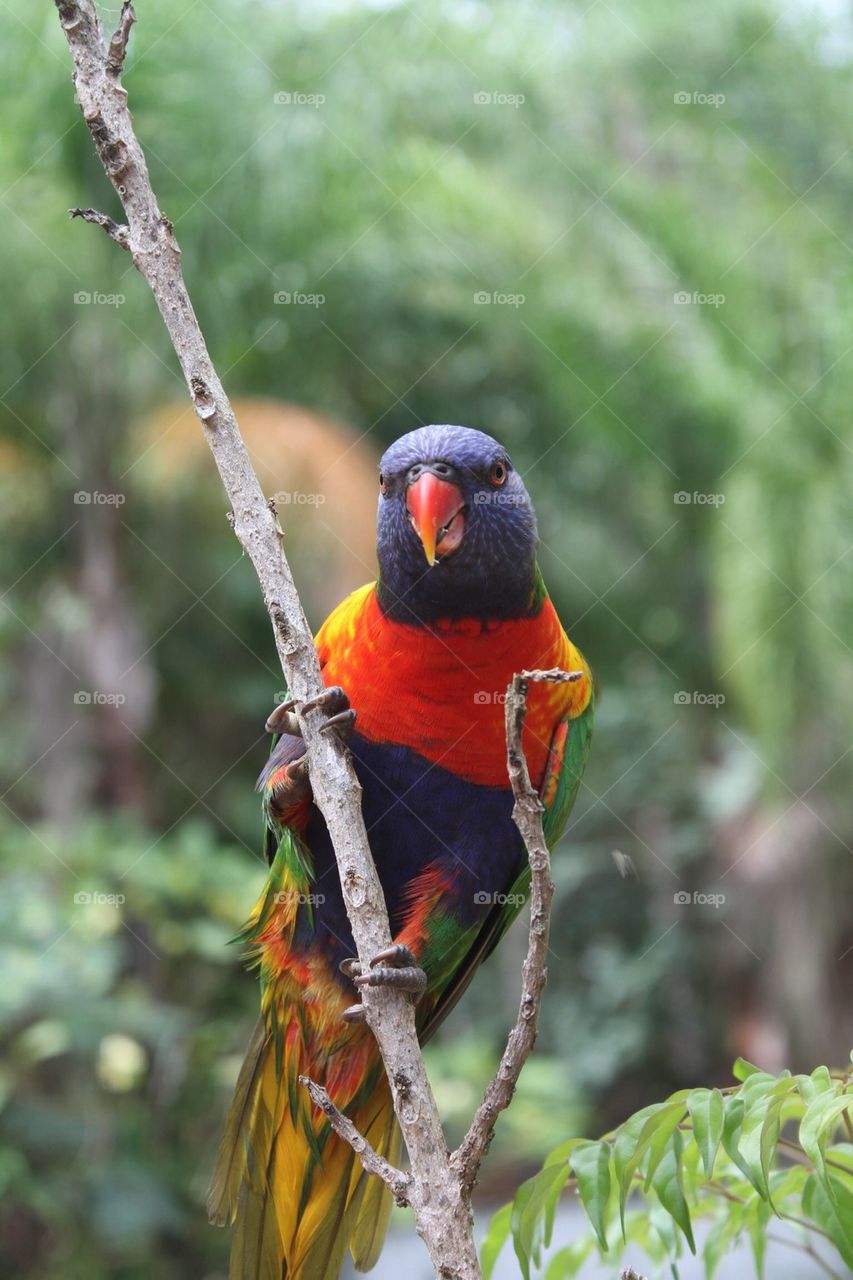 Lorakeet on a Branch