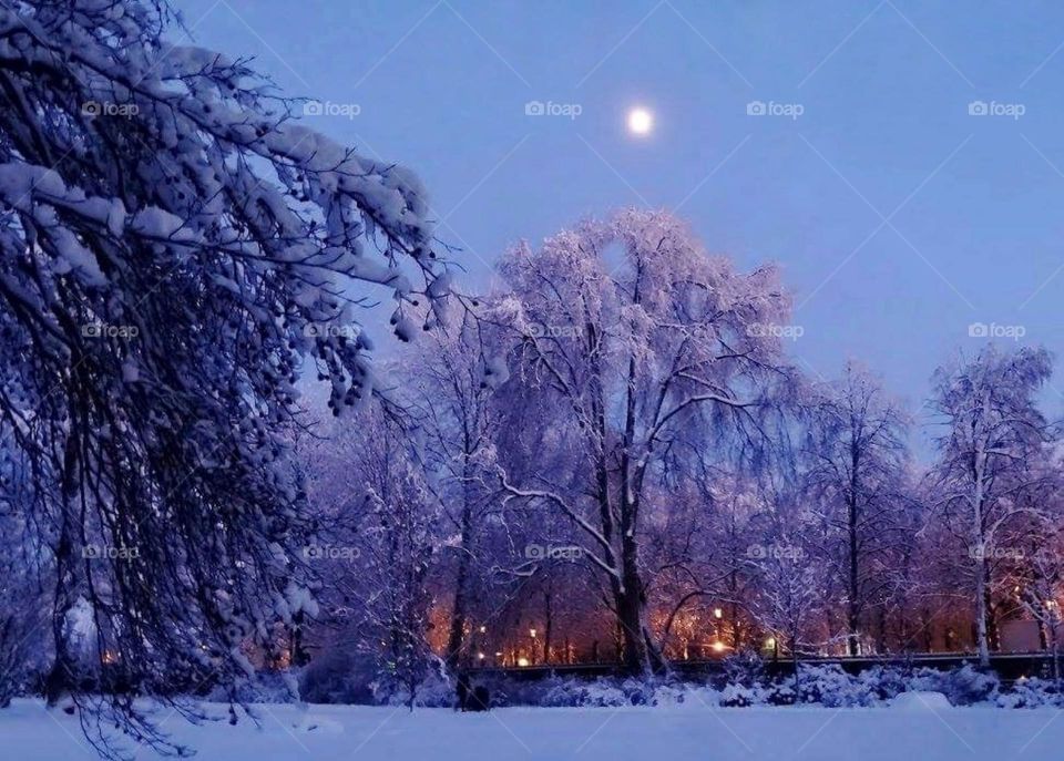 Winter evening in the park