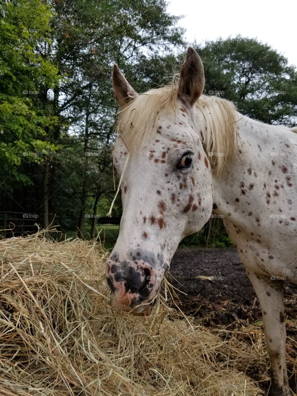 leopard pony drinking water
